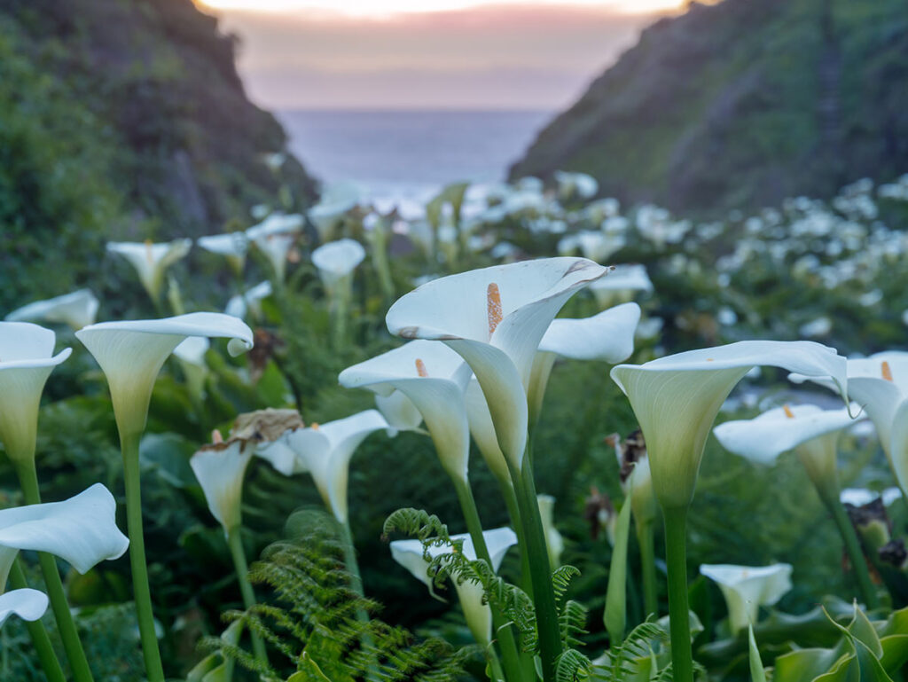 Calla Lilies in Big Sur Garrapata State Beach