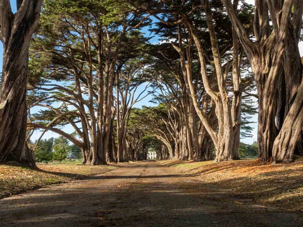 National Parks near San Francisco: Point Reyes National Seashore cypress tunnel