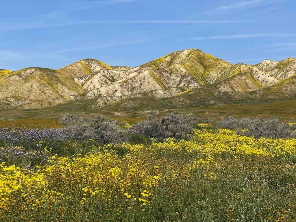 Carizzo Plain National Monument spring wildflowers, with yellow flowers and hills. 