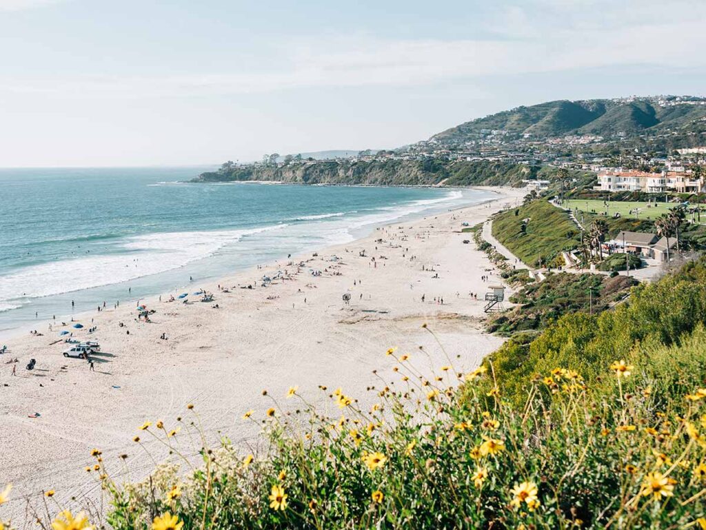 Dana Point California beach, with flowers in the foreground.
