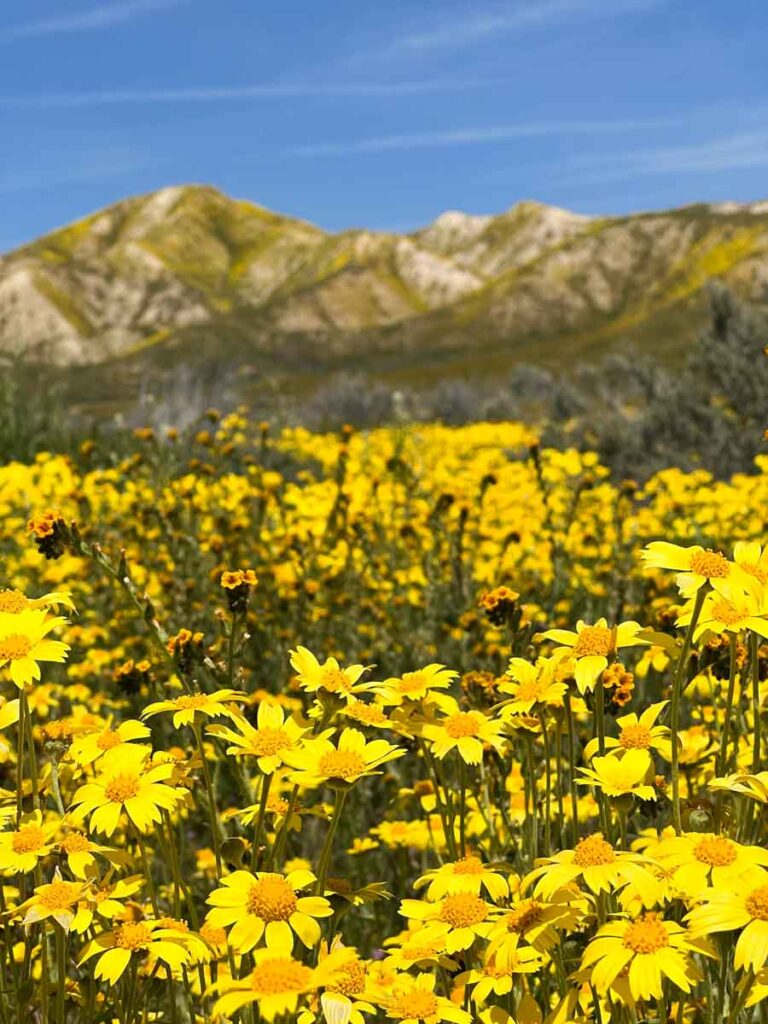 California Spring: Carizzo Plains national monument, with yellow flowers and landscape.
