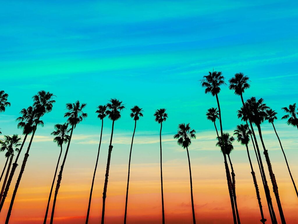 Santa Barbara palm trees at sunset