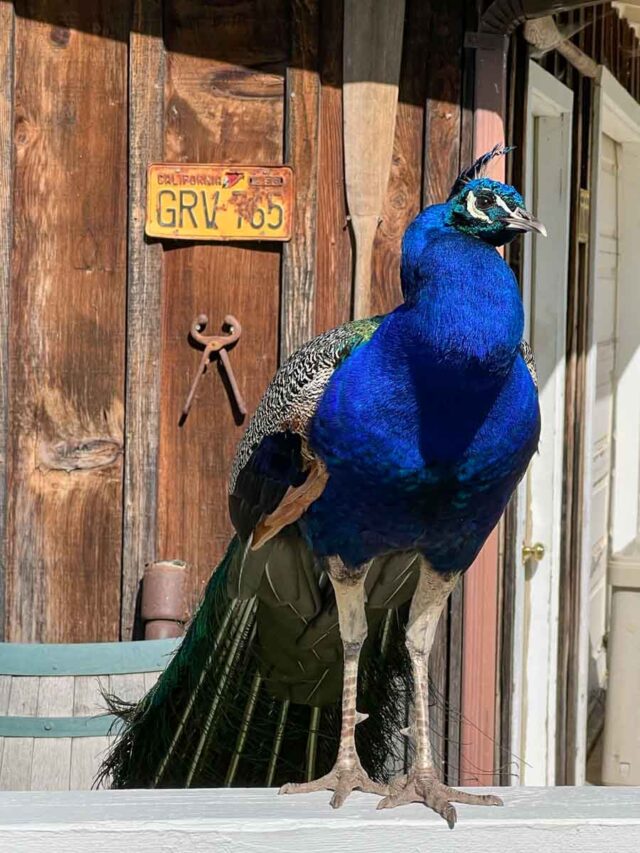 Where to Go Wine Tasting in Pismo Beach Complete Winery Guide