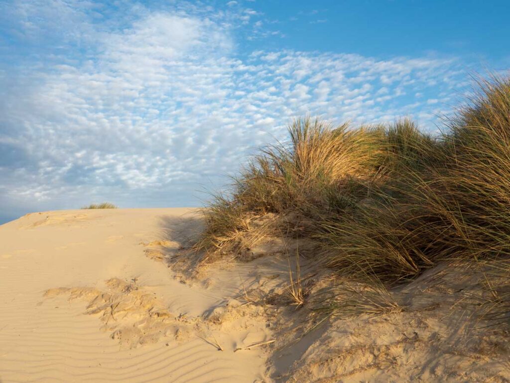 Oceano dunes in Pismo at sunset, grasses and dune.