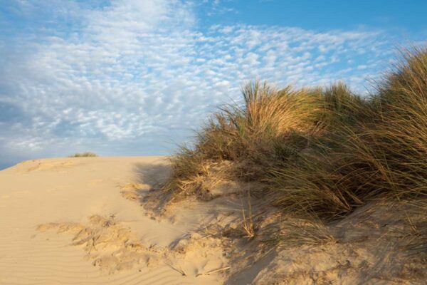 Oceano dunes in Pismo at sunset, grasses and dune.