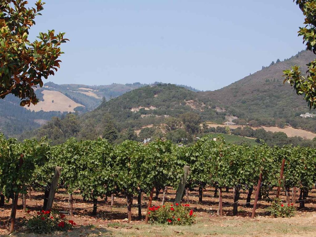 Sonoma County vineyards and trees.