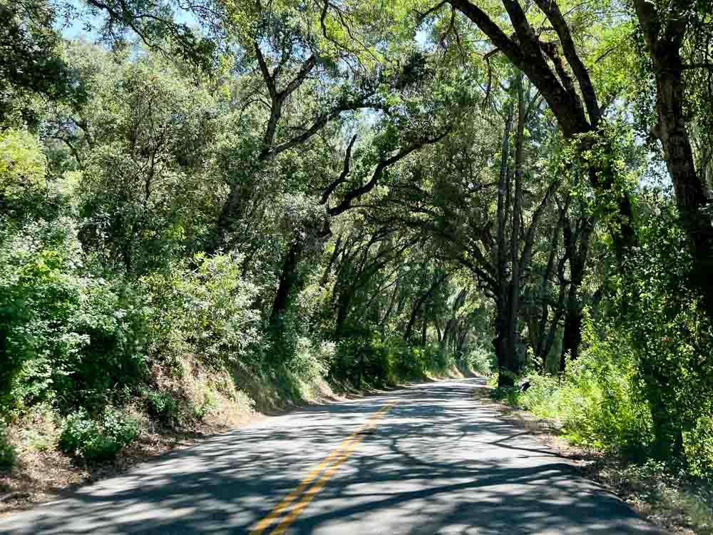 Adelaida road in Paso Robles, with trees.