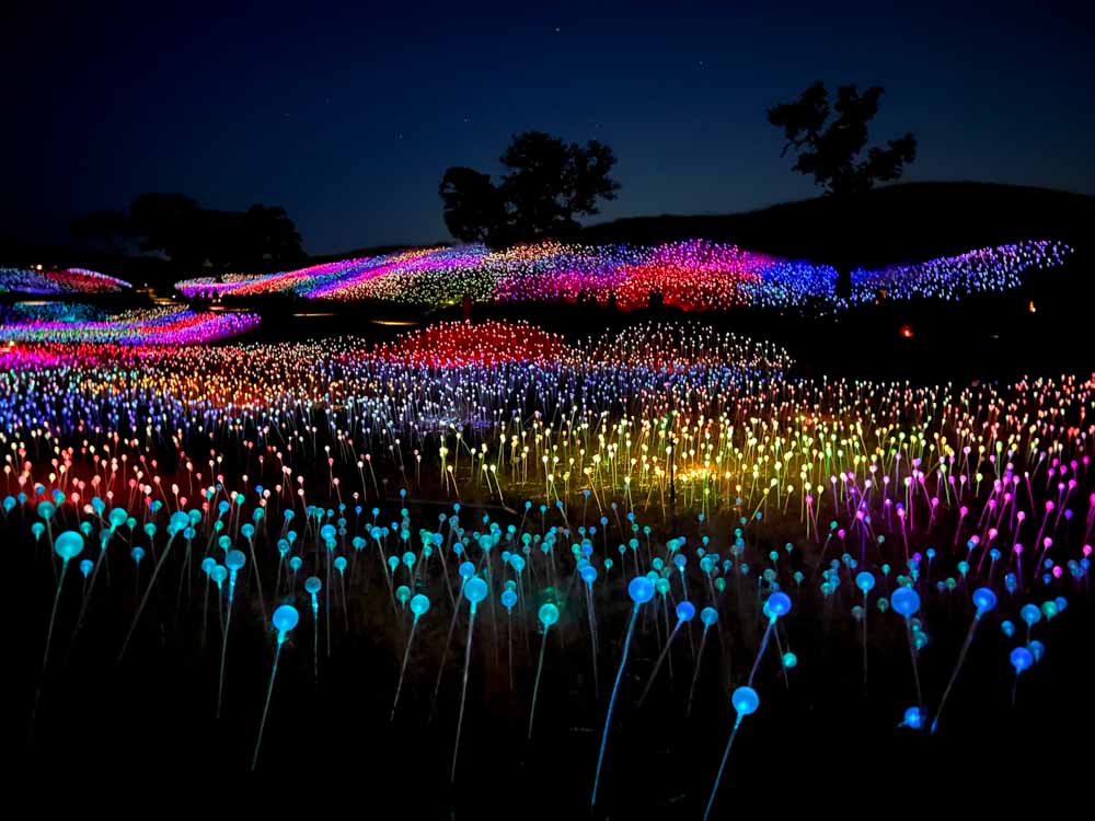 Bruce Munro Sensorio at Paso Robles.