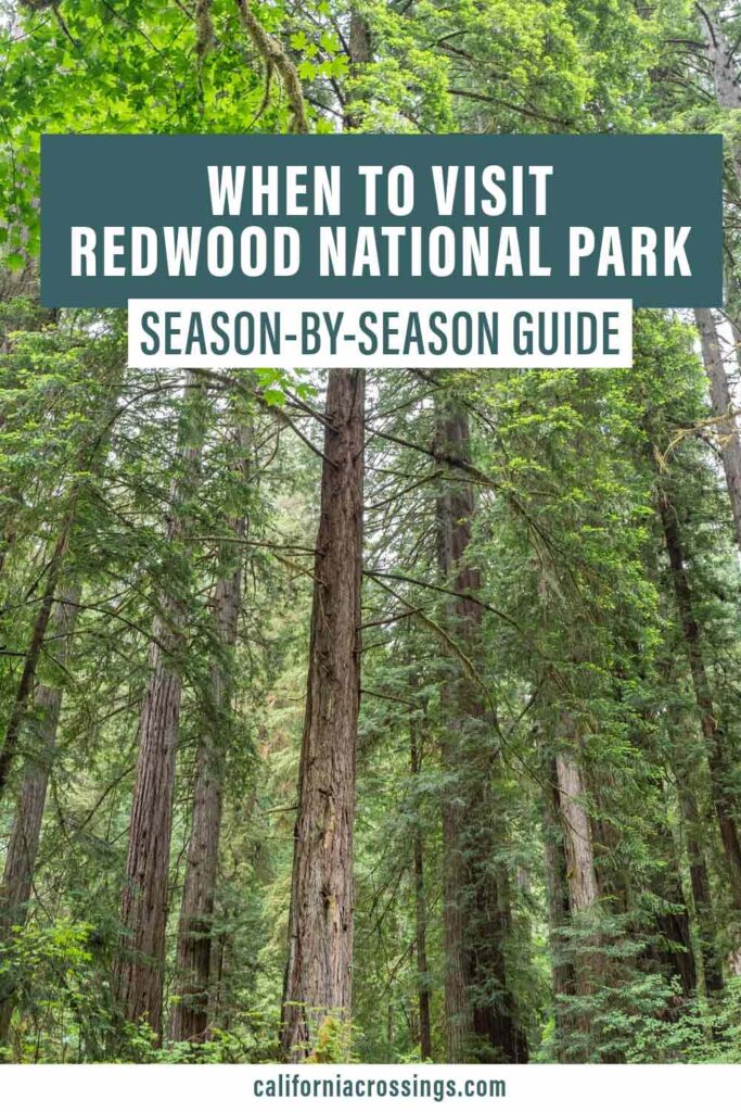 When to visit Redwood National Park, season by season guide.